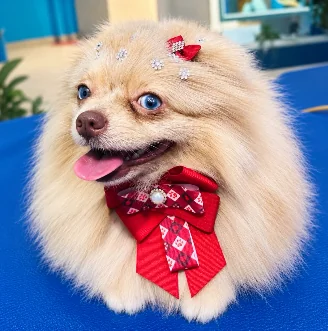Hanke Pet Groomer — Pet Shops em Juína-MT (foto 2)