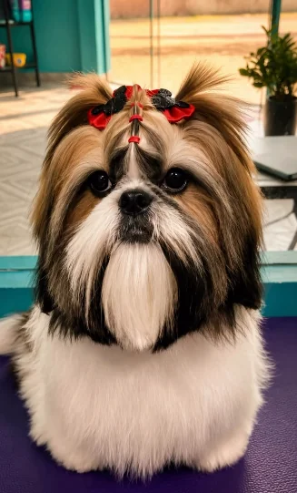 Hanke Pet Groomer — Pet Shops em Juína-MT (foto 3)