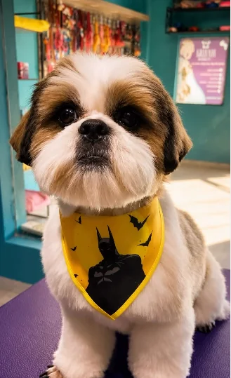 Hanke Pet Groomer — Pet Shops em Juína-MT (foto 4)